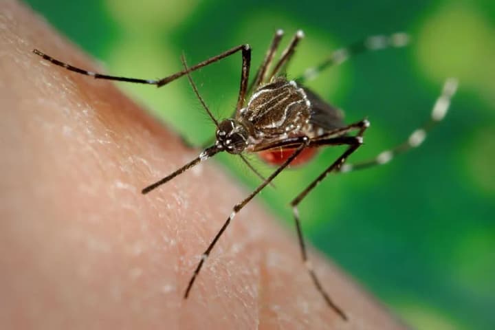 dengue-fever-could-become-a-global-threat-who