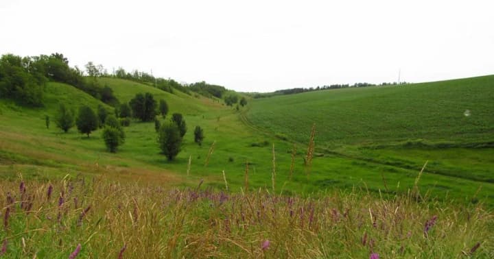 a-new-nature-reserve-has-been-created-in-the-meadows-and-steppes-of-denysenkyi-yar-in-kyiv-oblast