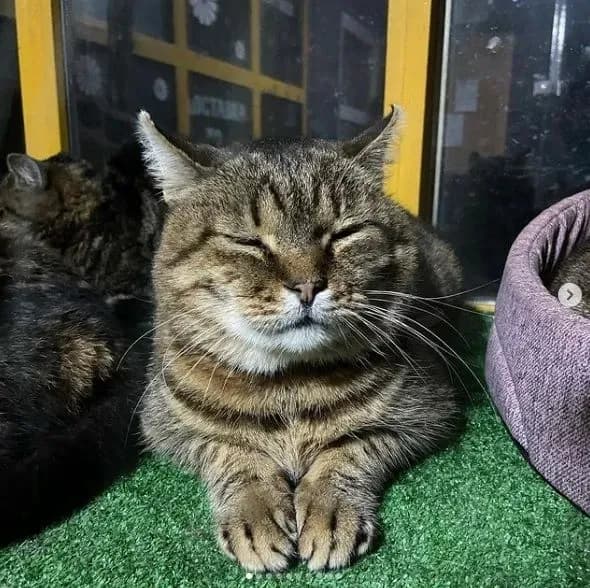 a-cat-died-in-an-animal-shelter-during-russias-hostile-attack-on-kyiv-region-its-heart-failed