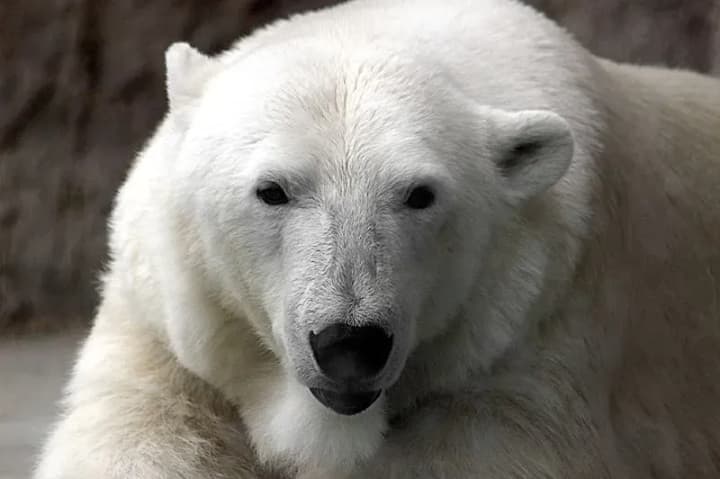 alaska-records-first-fatal-case-of-bird-flu-in-polar-bears