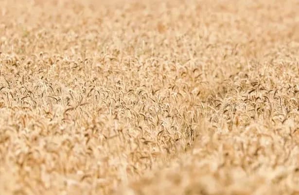 polskii-yevrokomissar-ugrozhaet-zablokirovat-prodlenie-torgovikh-lgot-dlya-ukraini-vidvigaet-trebovaniya