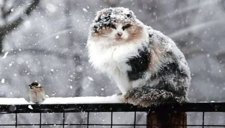 on-monday-there-will-be-snow-in-most-regions-of-ukraine-and-there-may-be-ice-on-the-roads