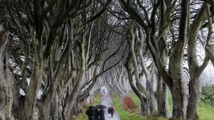 storm-isha-destroys-several-trees-in-the-game-of-thrones-beech-alley-in-northern-ireland