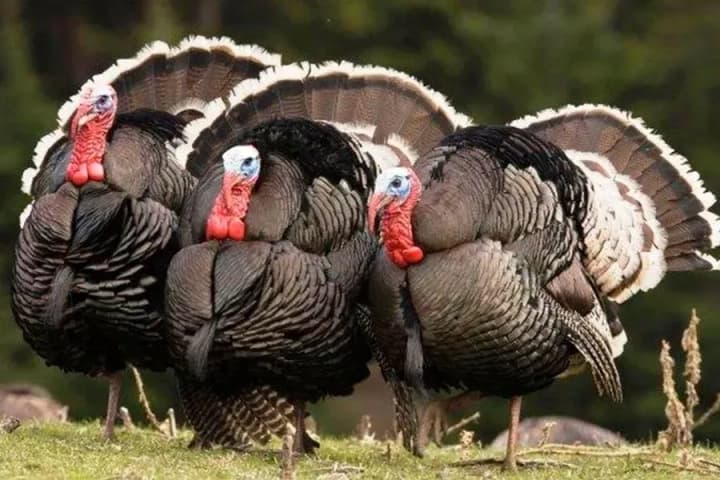 u-danii-cherez-spalakh-ptashynoho-hrypu-znyshchat-25-tysiach-indykiv