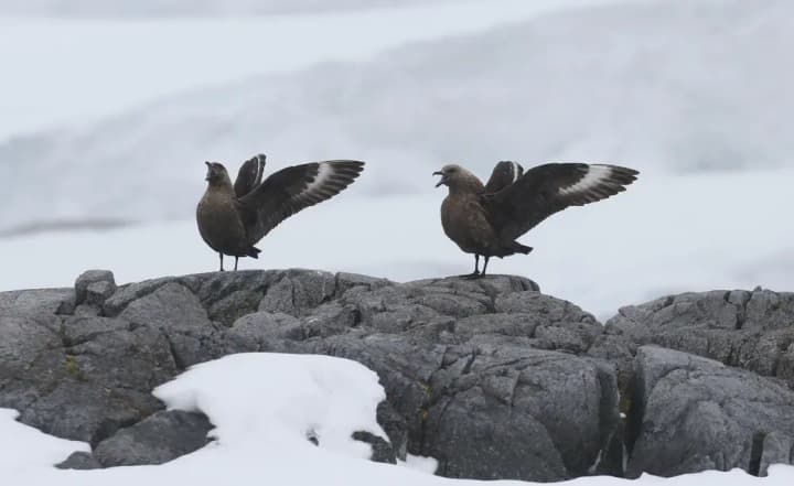 ukrainian-polar-explorers-show-a-family-of-south-polar-skuas-with-a-small-chick