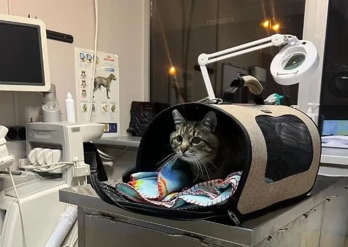 kit-stepan-potrapyv-do-likarni-pislia-zhakhlyvoho-obstrilu-kharkova