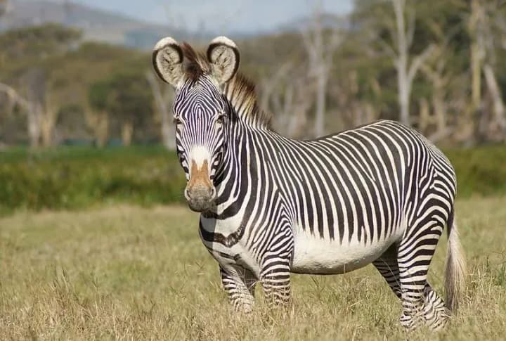 international-zebra-day-world-jewelers-day-what-else-can-be-celebrated-on-january-31