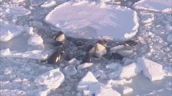 a-pod-of-killer-whales-stuck-in-drifting-ice-off-the-coast-of-japan-may-have-escaped