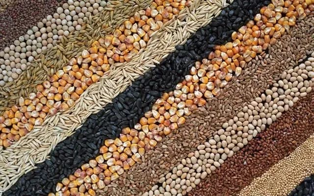 in-2023-the-trend-of-increasing-exports-of-seeds-of-grains-and-oilseeds-produced-in-ukraine-intensified-institute-of-agrarian-economics