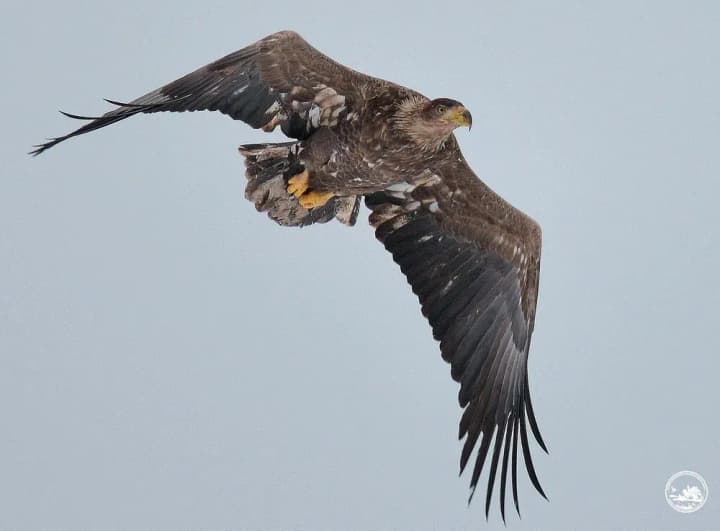 the-largest-raptor-of-polissya-caught-in-a-photo-lens-in-the-chornobyl-reserve