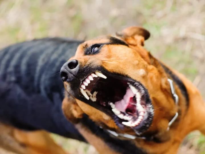 the-number-of-rabies-cases-among-animals-has-increased-in-volyn-since-the-beginning-of-the-year-seven-episodes-of-the-disease-have-been-recorded-five-of-them-among-pets