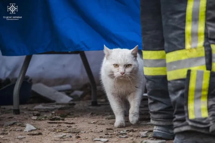 it-hurts-everyone-even-mustachians-a-cat-wanders-among-the-ruins-of-a-house-destroyed-by-russians-in-kramatorsk