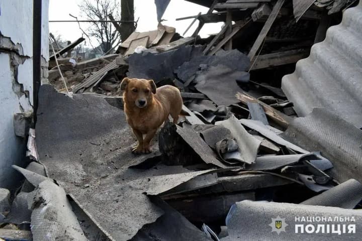 a-dog-remained-faithful-in-the-ruins-of-a-house-destroyed-by-a-rocket-attack