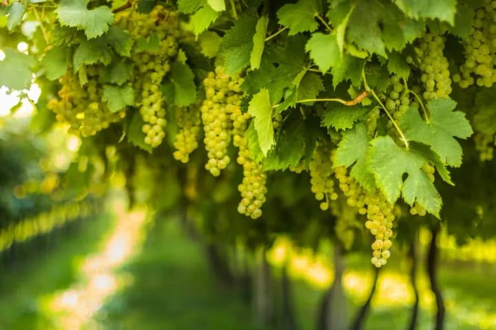 under-the-erobota-program-it-will-be-possible-to-receive-uah-330-thousand-for-planting-one-hectare-of-grapes-shmyhal