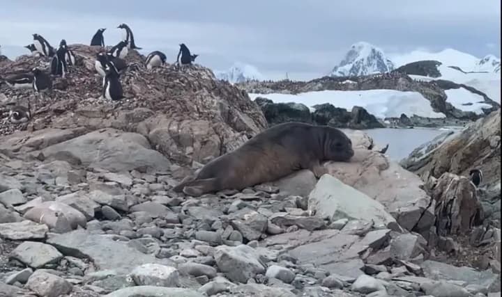 ukrainian-polar-explorer-films-accidental-encounter-with-sea-elephants