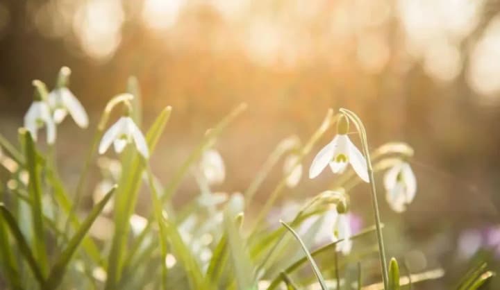 the-early-onset-of-spring-in-kyiv-is-due-to-one-of-the-warmest-winters-in-history