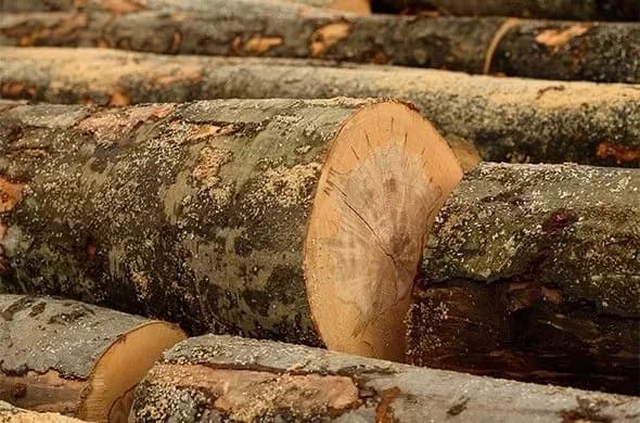 polish-customs-officers-allow-sanctioned-timber-from-belarus-to-enter-the-eu-with-forged-documents-media