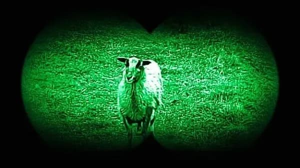 recidivist-sheep-crossed-the-polish-ukrainian-border-border-guards-showed-a-funny-video
