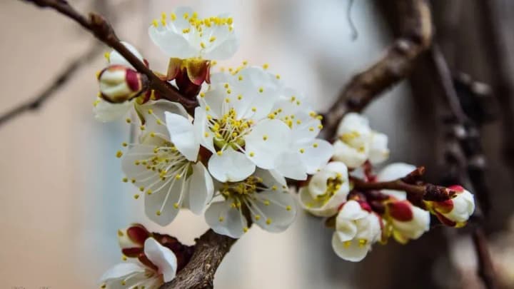 warm-and-dry-weather-will-remain-in-ukraine-on-april-8-9-ukrhydrometeorological-center