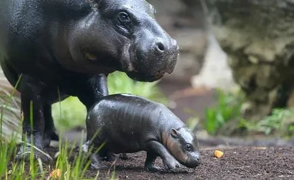 april-8-day-of-the-dwarf-hippo-international-buddhist-day