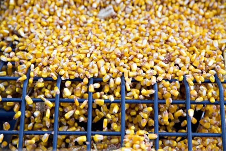 china-refuses-to-accept-previously-ordered-batches-of-ukrainian-corn-bloomberg