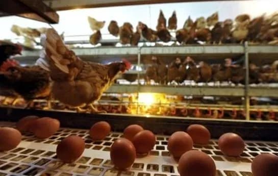 explanatory-meetings-with-ukraine-on-food-security-veterinary-and-phytosanitary-issues-started-in-brussels