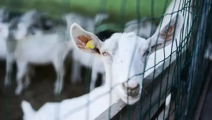 uriad-podvoiv-limit-na-kredyty-dlia-vyrobnykiv-tvarynnytskoi-haluzi