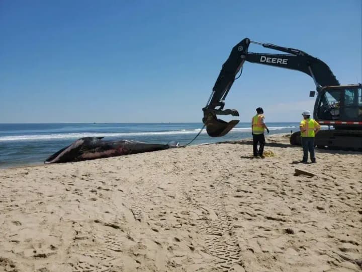 dead-whale-found-on-the-bow-of-a-cruise-ship-arriving-in-new-york