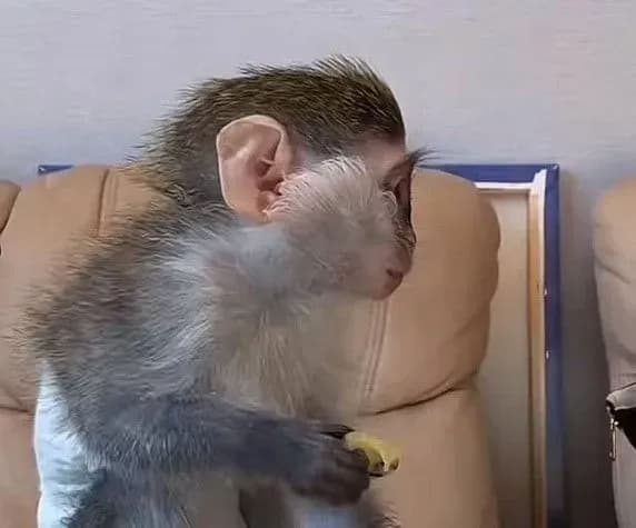 millionaire-blogger-popularizes-keeping-wild-animals-at-home-animal-rights-activists-sound-the-alarm