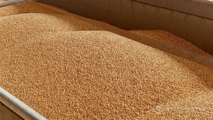 approximately-5-million-tons-of-grain-per-year-are-exported-from-ukraine-through-gray-exports-ukab