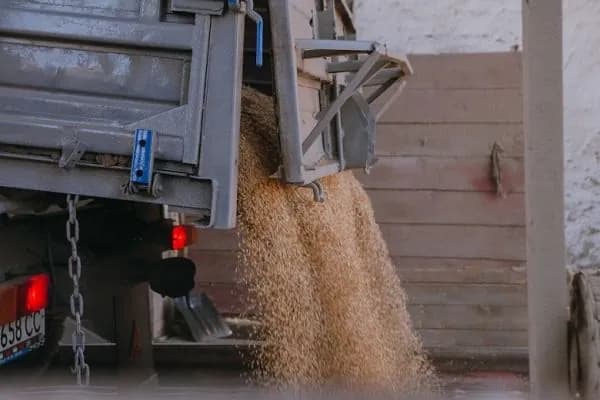 the-russians-delivered-almost-170-thousand-tons-of-wheat-from-the-occupied-luhansk-region-to-the-rostov-region