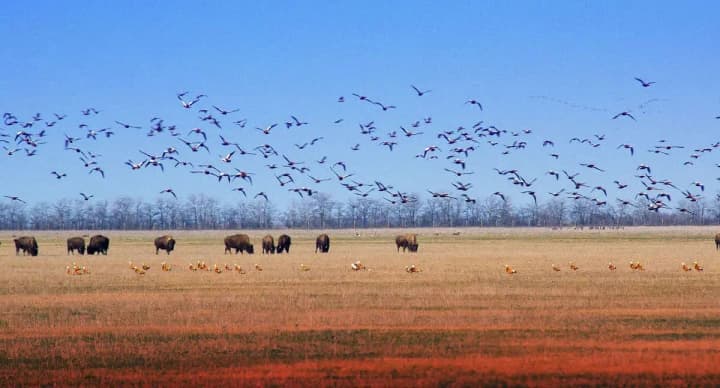 za-chas-okupatsii-askanii-novoi-my-vtratyly-maizhe-6-tys-hektariv-zapovidnoi-terytorii-ministr
