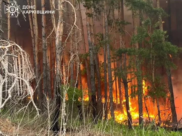 in-kharkiv-region-a-large-scale-forest-fire-it-is-almost-impossible-to-stop-it-due-to-mining