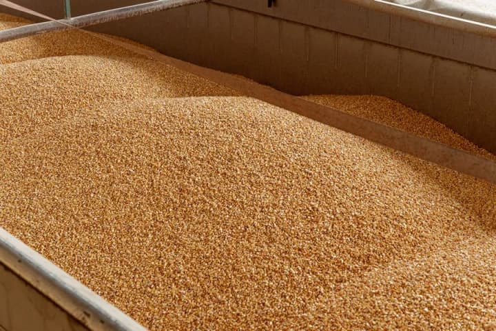 thanks-to-the-balance-the-invaders-took-out-34-thousand-tons-of-ukrainian-grain-from-the-occupied-kherson-region-schemes