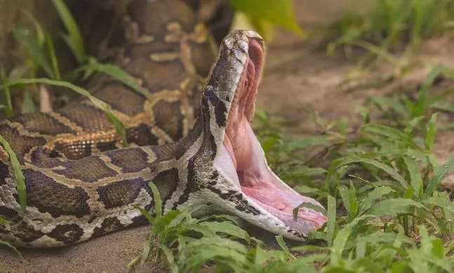 in-indonesia-a-python-completely-swallowed-a-woman