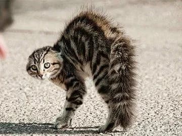 in-the-village-in-volhynia-declared-quarantine-due-to-the-detected-case-of-rabies-what-is-known