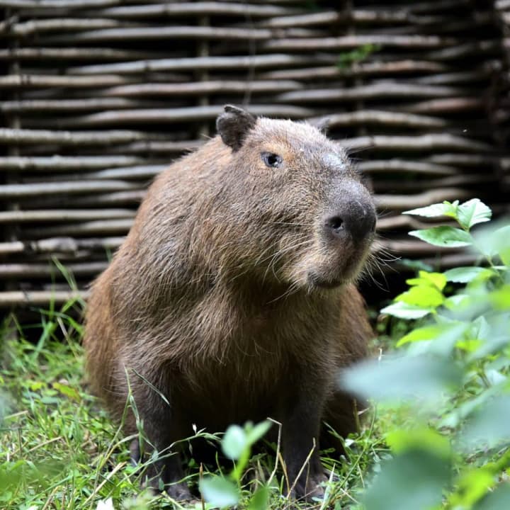 rescued-from-shelling-capybara-tohu-was-treated-and-released-into-the-open-enclosure-of-the-kyiv-zoo