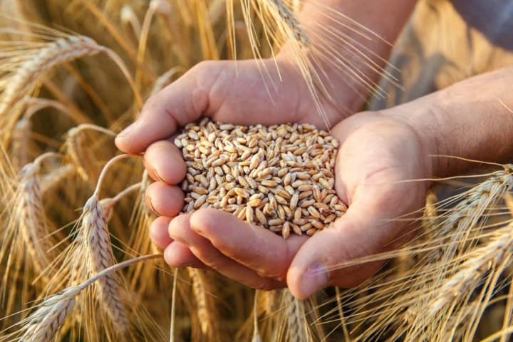 harvest-in-ukraine-where-have-you-already-started-harvesting-and-how-much-have-you-threshed