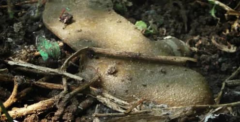 woman-explodes-on-an-anti-personnel-mine-in-kharkiv-region