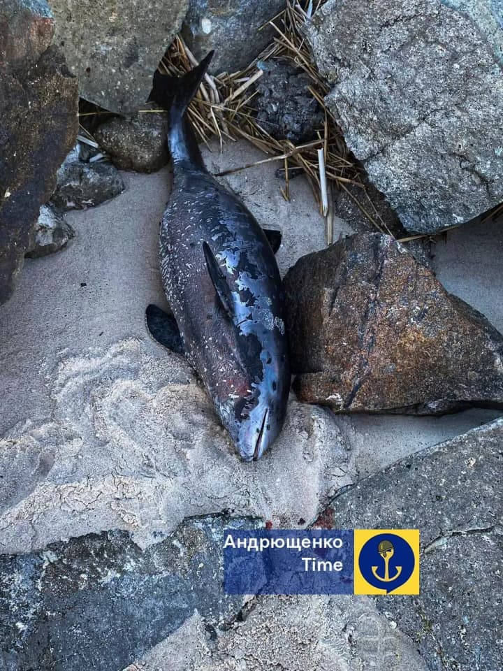 u-mariupoli-znovu-vynosyt-na-bereh-mertvykh-delfiniv-miskrada