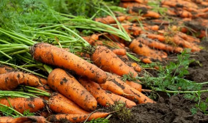 from-an-agricultural-to-a-culinary-company-mhp-has-allocated-80-hectares-of-land-for-vegetables-this-year