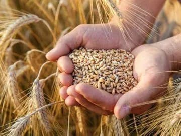 expert-there-will-be-no-problems-with-grain-exports-this-year-if-the-armed-forces-ensure-security-in-the-black-sea