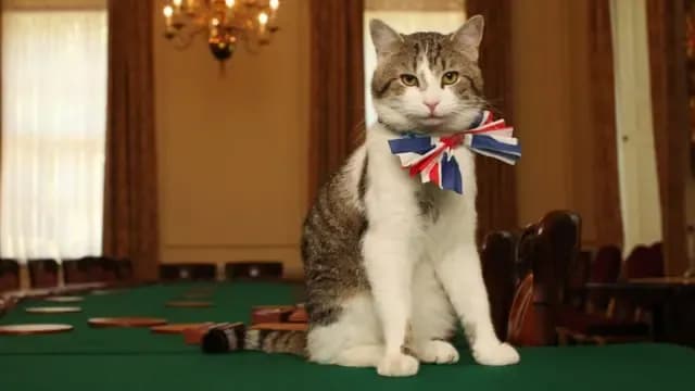 for-old-times-sake-larry-the-cat-peed-in-sunaks-shoe