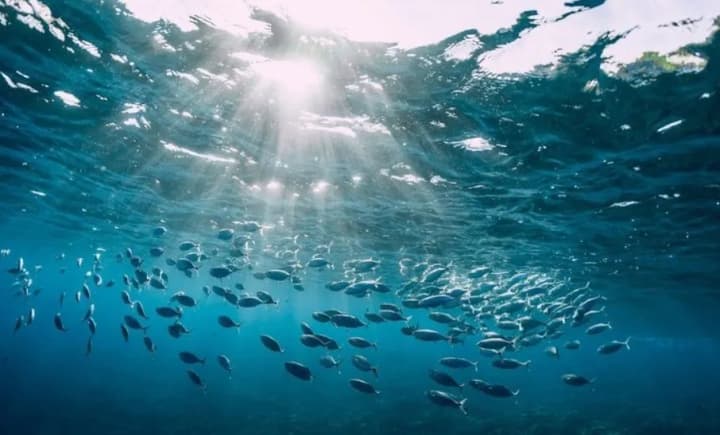 sea-temperature-in-new-zealand-exceeds-global-indicators