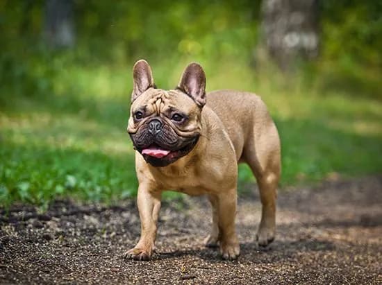 how-to-help-animals-in-the-heat-tips-from-dog-handlers