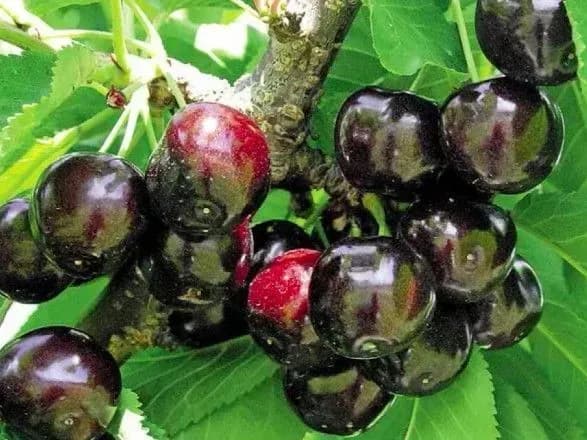 russians-appropriated-the-melitopol-cherry-geographical-brand