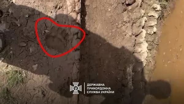 you-can-meet-bears-tourists-are-urged-not-to-visit-closed-mountain-routes-in-the-carpathians