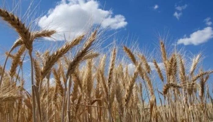 exports-of-ukrainian-food-products-to-the-eu-and-africa-increased-in-1h2011