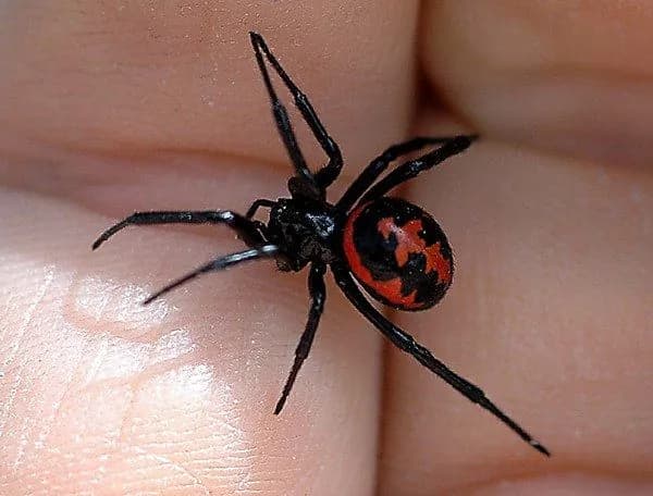 in-ukraine-one-person-was-bitten-by-a-poisonous-doodlebug-and-russians-are-already-dispelling-fakes-about-the-spider-invasion