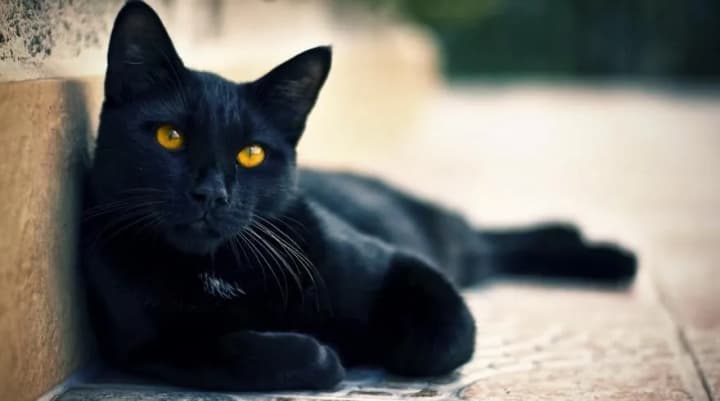 mezhdunarodnii-den-chernogo-kota-vsemirnii-den-bezdomnikh-zhivotnikh-den-kartofelya-chto-yeshche-mozhno-otmetit-17-avgusta